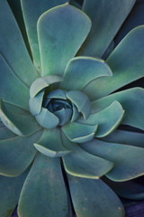 Suculentas, fondos naturales, plantas mexicanas.