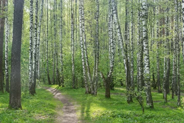 Gardinen Schmaler Weg in der Birkenhain zur Frühlingszeit. © serjiob74