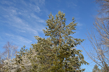 beautiful trees in winter in the Park . the city of Tambov Russia