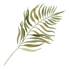Dry eucaliptus leaf.