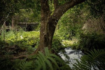 Fototapeta na wymiar Tree in stream shore, middle of green foliage