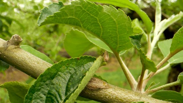 Crop Pest Control. Common Leaf Weevil insect pest. Crop Protection in Orchards