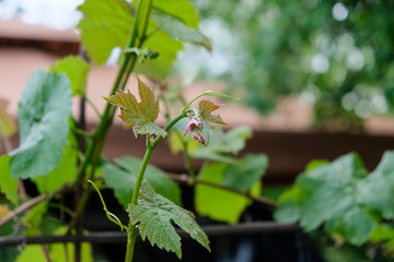 Obraz premium Close-up of a green vine leaf