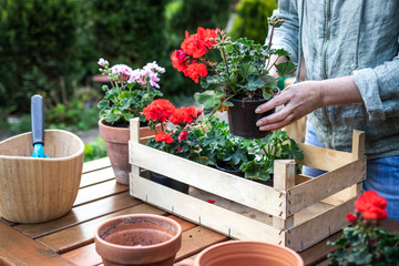 Preparation for planting in garden. Florist putting geranium flowers into wood crate