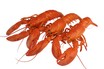 cooked red lobster isolated on white background
