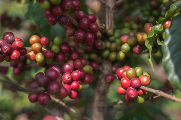 Coffee beans on the tree