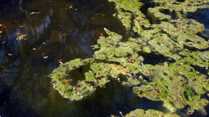 Naklejka na ściany i meble green moss on pond