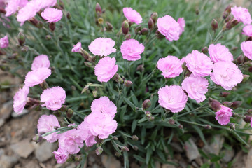 Naklejka premium Dianthus hybr. (Caryophyllaceae), 2020