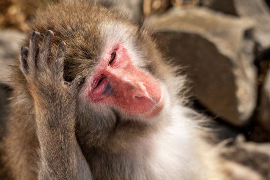 Snow Monkey with hand on head.  Single Animal showing emotions. 