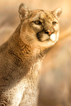 Vertical Cougar Wildlife Animal intense stare. One animal selective focus.  Dangerous Cat 