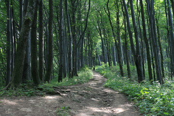 Droga przez las w beskidzie niskim. droga na szczyt góry Cergowskiej.