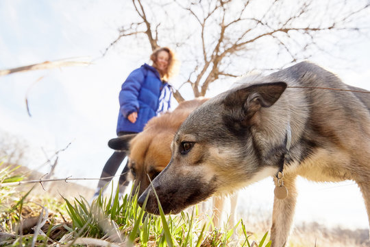 A girl walking with her dogs out in the country in nature on a sunny day during her isolation walking