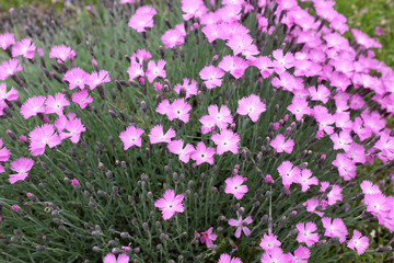 Obraz premium Dianthus hybr. (Caryophyllaceae), 2020