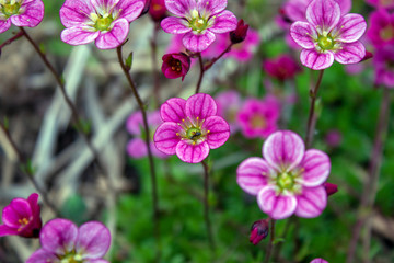Fototapeta premium Pink flowers in the field