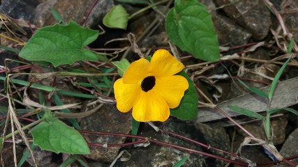 Yellow flower in the garden