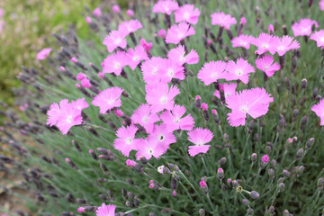 Dianthus hybr. (Caryophyllaceae), 2020