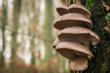 mushroom on a tree