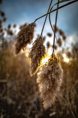 cats tails