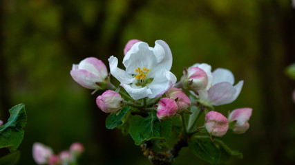 Apple tree branch with white-pink flowers and buds.