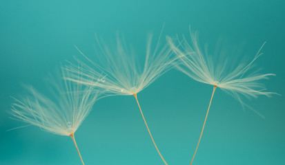 Pusteblume