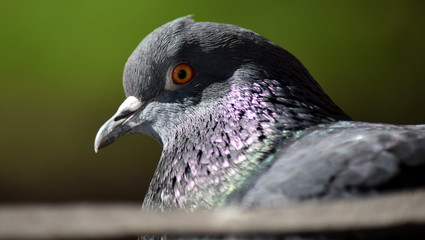 Dove behind the bars of a cage. Self-isolation behind the bars. Countering the virus. Civic consciousness. Lockdown. Quarantine.