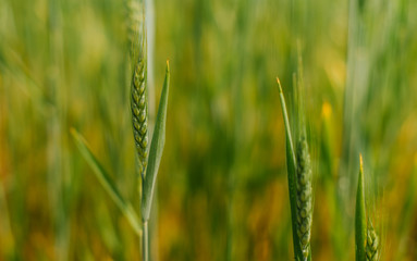 green and fresh organic sprouts ,spikelets of wheat in field