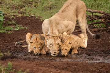 Lioness and Cubs at Watering Hole, Thanda, South Africa
