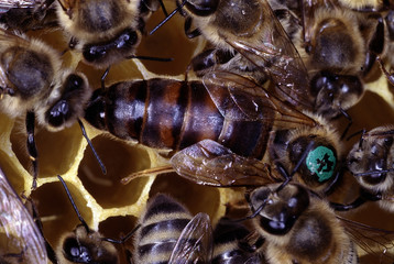 Queen bee, Bee, Queen, Thuringia, Germany, Europe