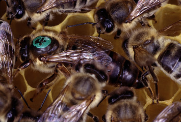 Queen bee, Bee, Queen, Thuringia, Germany, Europe