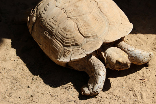 Tortuga de espolones africana (Centrochelys sulcata)