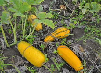 Zucchini harvest has ripened in the field