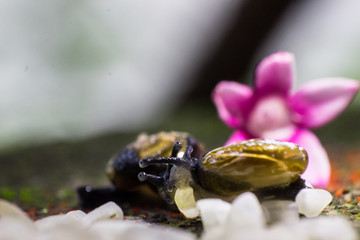 snail eating rice grains macro