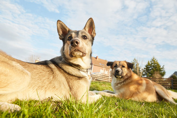 Portrait of dogs friends in the country yard