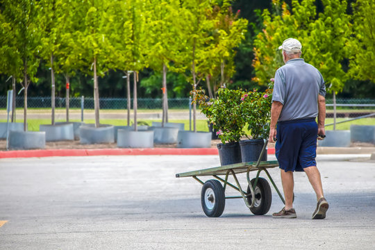 Senior Man wheeling cart with rose plants out of garden center with trees for sale in background - Selective focus - Powered by Adobe