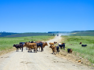 Südafrika, KwaZulu-Natal, Uthukela DC, Tiere auf der Fahrbahn bei den Drakensbergen, Verkehrshindernis auf der Fahrt bei den Drakensbergen