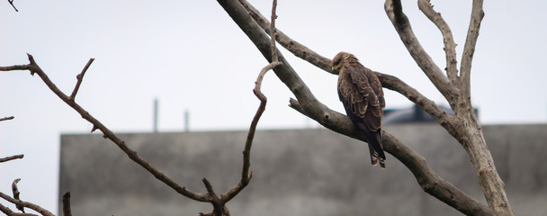 hawk sitting on a dead tree