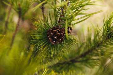 close up of pine cone.