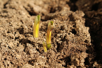 Decorative dahlia seeds freshly sprout in the fertilized soil in April