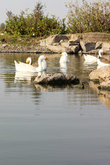 white swan and a lake