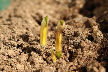 Decorative dahlia seeds freshly sprout in the fertilized soil in April