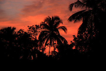 Beautiful sky with palm tree in the evening