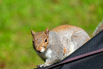 Curious Squirrel in Backyard