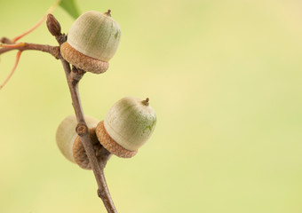 Three acorns on a branch.
Oak branch with green acorns on a green blurred background.