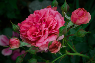 pink rose