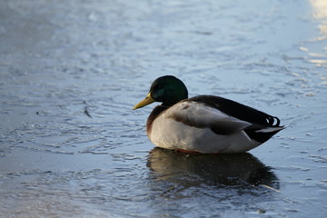 duck on ice