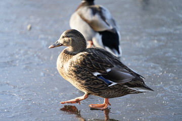Fototapeta premium duck in the snow