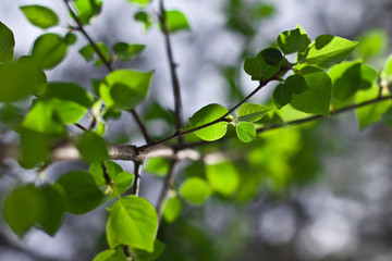 green leaves against the blue sky