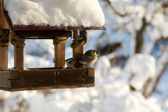 Birds on a snowy feeding trough on a sunny winter day.