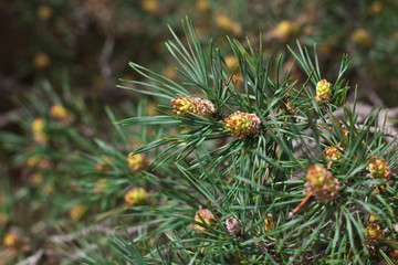 pine tree branch
