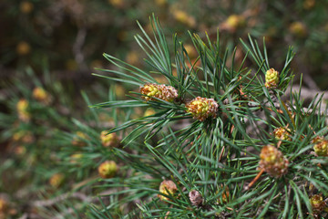 pine tree branch